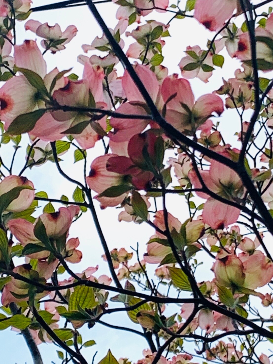 M課長の花ことばシリーズ ハナミズキ編 M課長の花ことばシリーズ ハナミズキ編