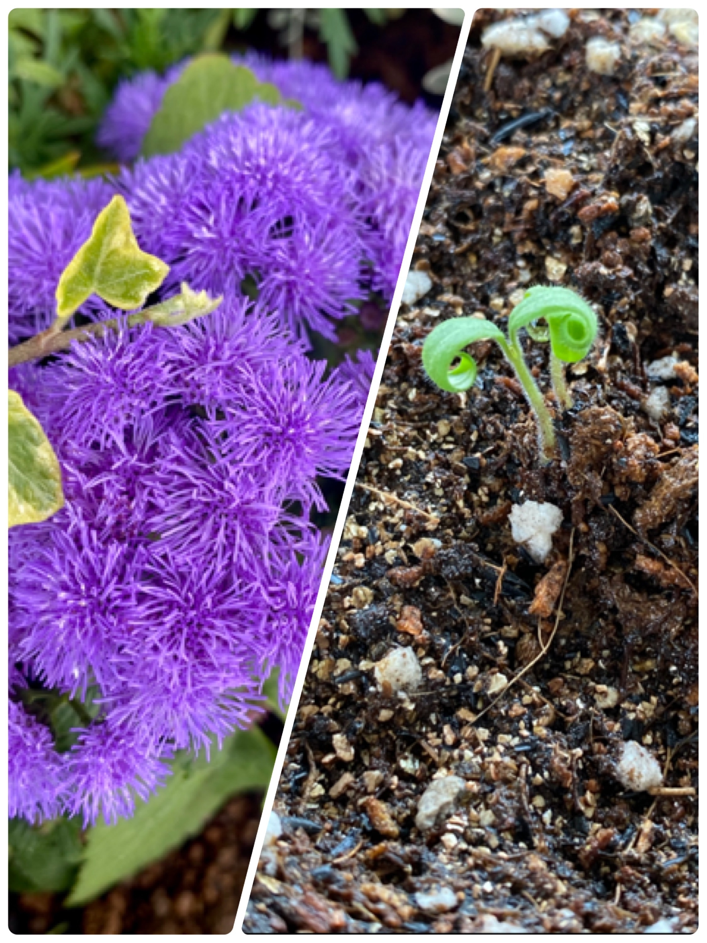 花壇のお花 植え替えしました 花壇のお花 植え替えしました