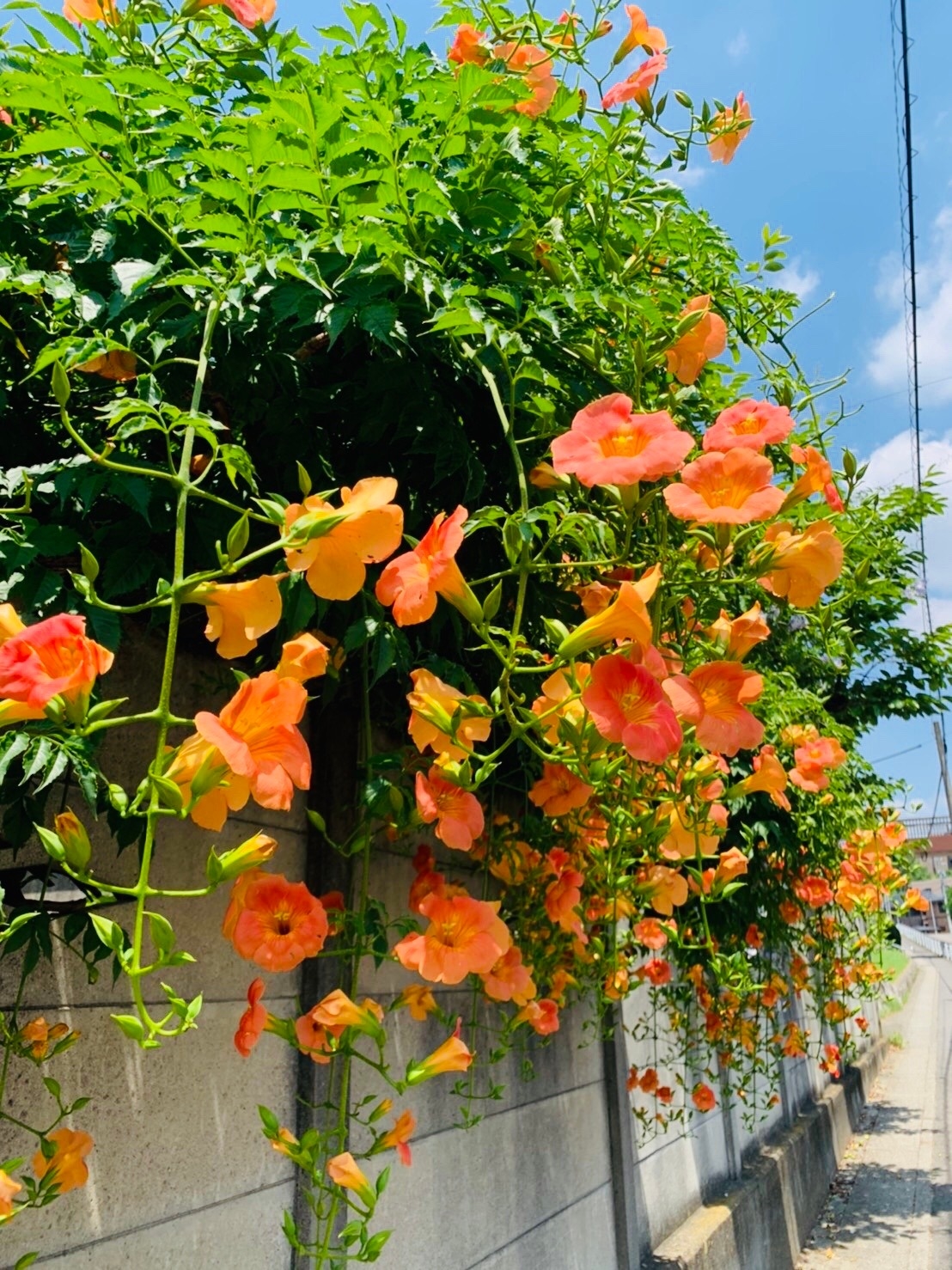M課長の花ことばシリーズ ノウゼンカズラ編 M課長の花ことばシリーズ ノウゼンカズラ編
