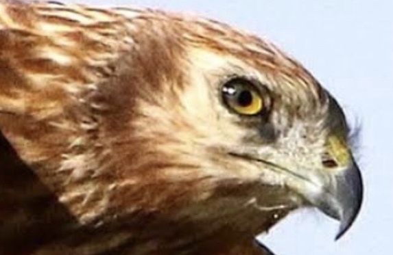 トヨタ車ぜんぶ売ります ハリアー展示しました トヨタ車ぜんぶ売ります ハリアー展示しました