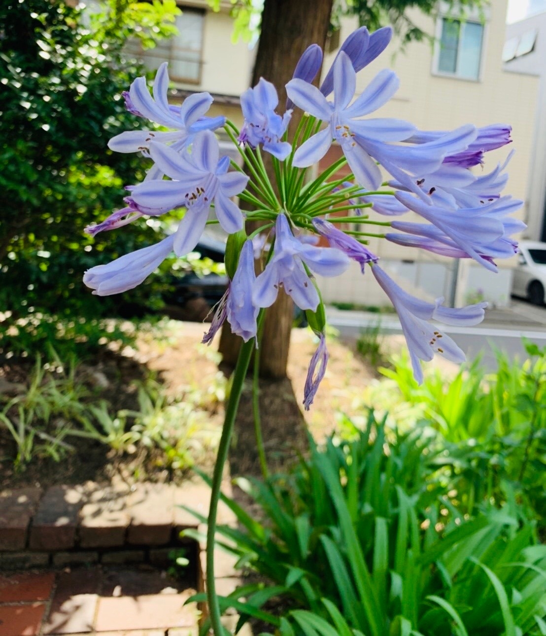 M課長の花ことばシリーズ アガパンサス編
