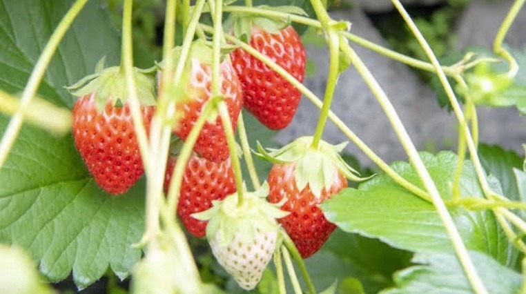 🍓イチゴの日🍓