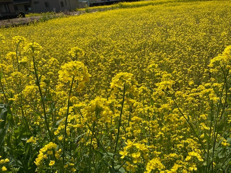 【はっけん】きれいな菜の花【ぼくのまち】