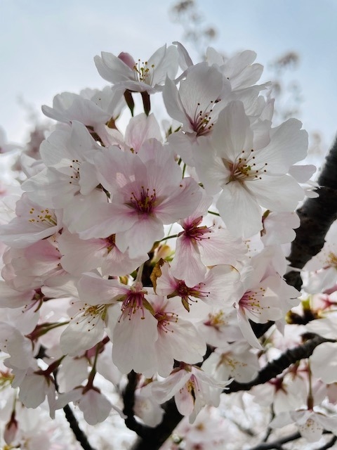 お客さま感謝フェア開催中