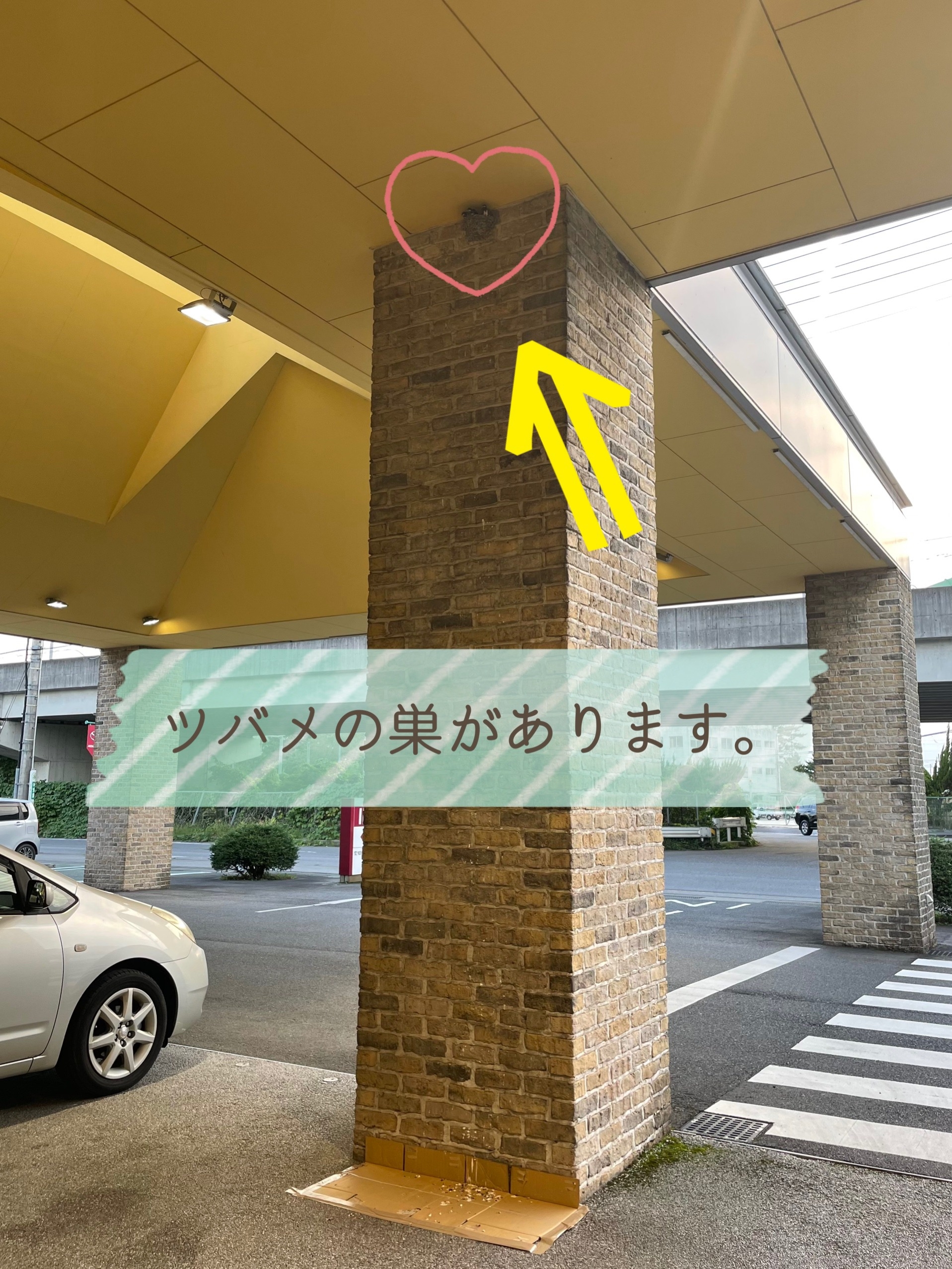 岡崎店のつばめたち