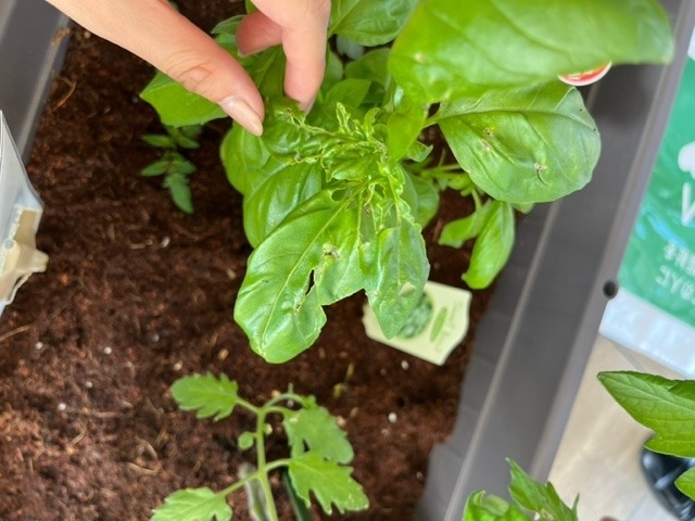 Sgds 家庭菜園 Part3