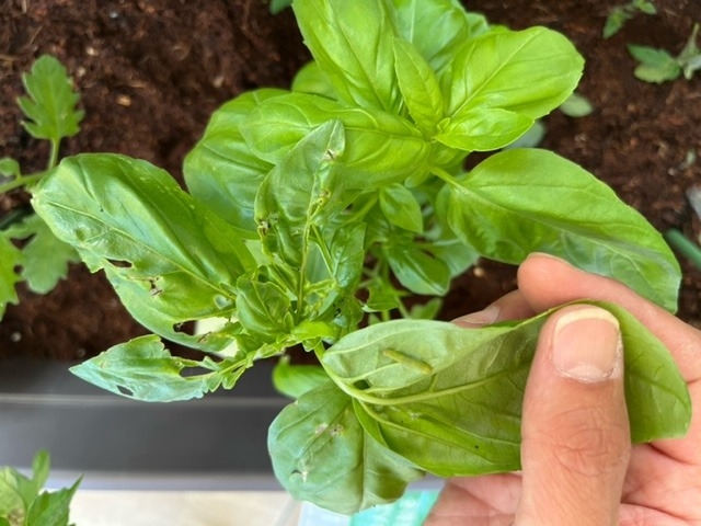 Sgds 家庭菜園 Part3