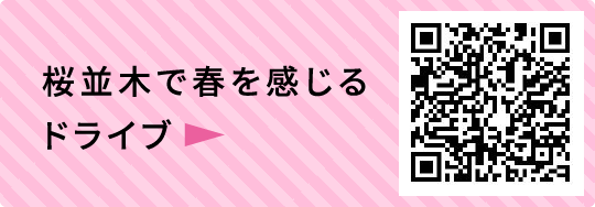 桜並木で春を感じるドライブ